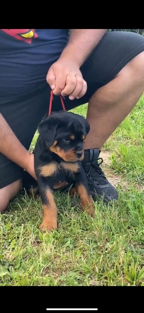 Imperial Warrior - Chiot disponible  - Rottweiler