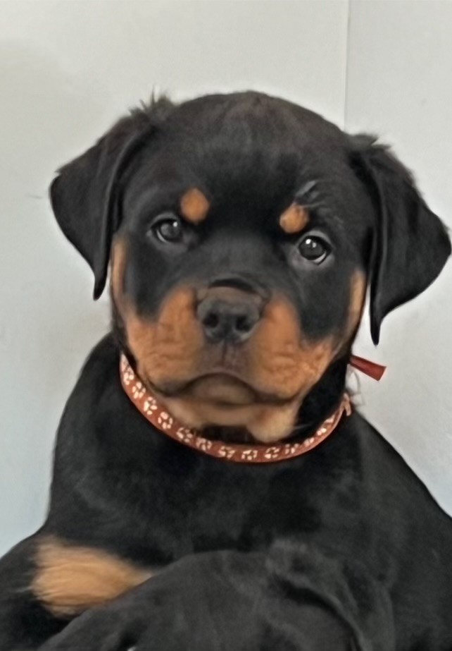 Imperial Warrior - Chiot disponible  - Rottweiler