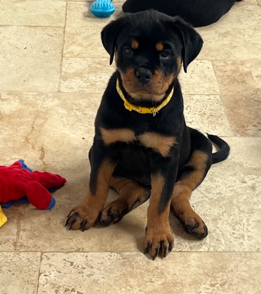 Imperial Warrior - Chiot disponible  - Rottweiler