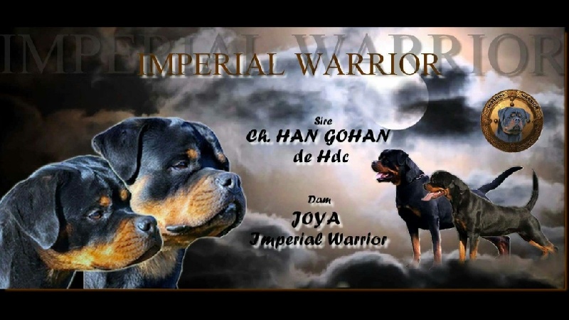 chiot Rottweiler Imperial Warrior