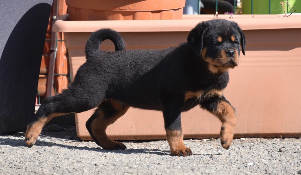Imperial Warrior - Chiot disponible  - Rottweiler