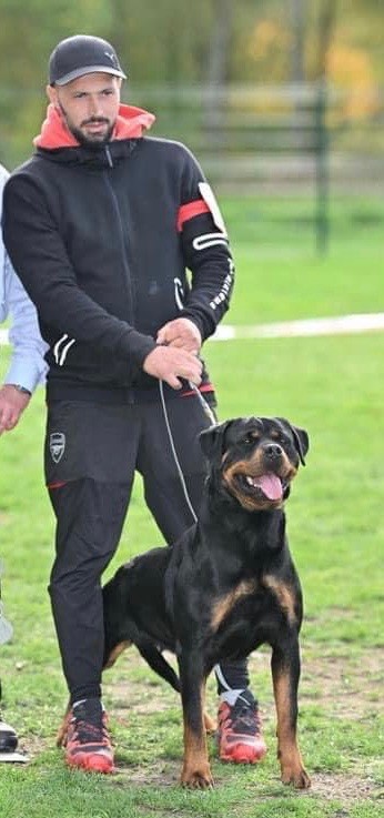 Chien - Elevage Imperial Warrior - eleveur de chiens Rottweiler