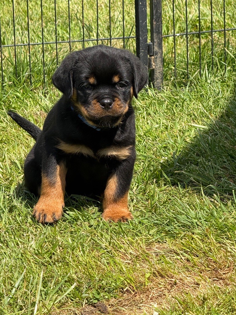 Imperial Warrior - Chiots disponibles - Rottweiler