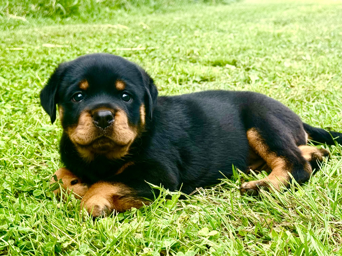 Imperial Warrior - Chiots disponibles - Rottweiler