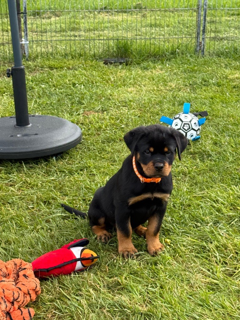Imperial Warrior - Chiots disponibles - Rottweiler