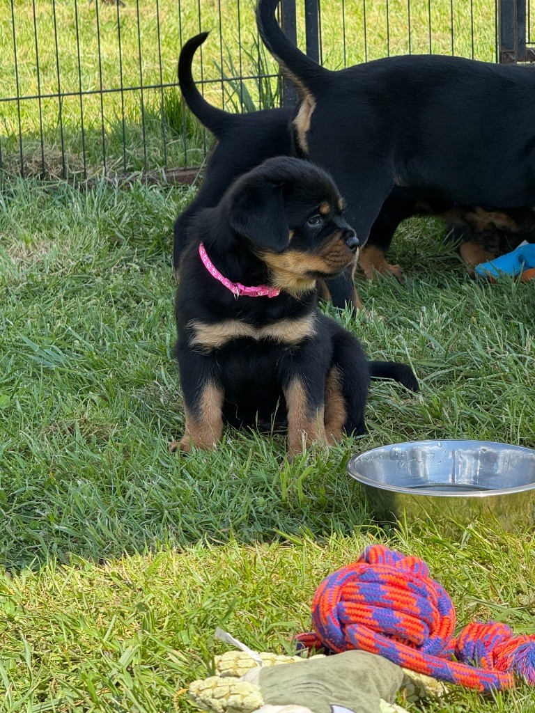 Imperial Warrior - Chiots disponibles - Rottweiler