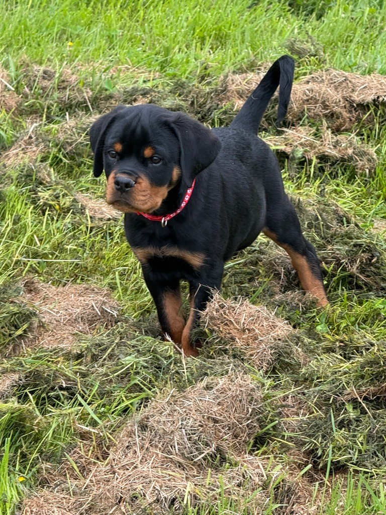 Imperial Warrior - Chiots disponibles - Rottweiler